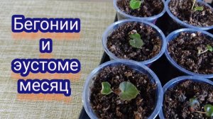 Эустома и бегония. Сеянцам месяц. Что буду делать дальше, как буду подкармливать.