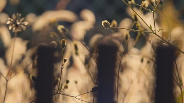 Loro Piana Spring Summer 2024 Campaign смотреть онлайн