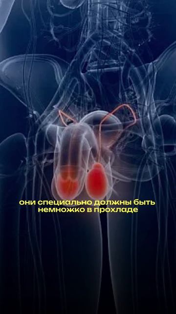 Как температура в 🥚 влияет на мужчину? смотреть онлайн