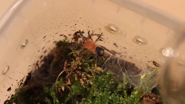 Dwarf Tarantula Cyriocosmus perezmilesi feeding on house cricket смотреть онлайн