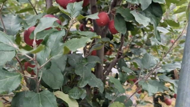 Difference Between FENPLUS ,FENZEM AND SCHINO RED GALA смотреть онлайн