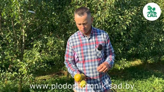 Груша осенняя СОКРОВИЩЕ. Крупные и вкусные плоды, стабильный урожай. смотреть онлайн