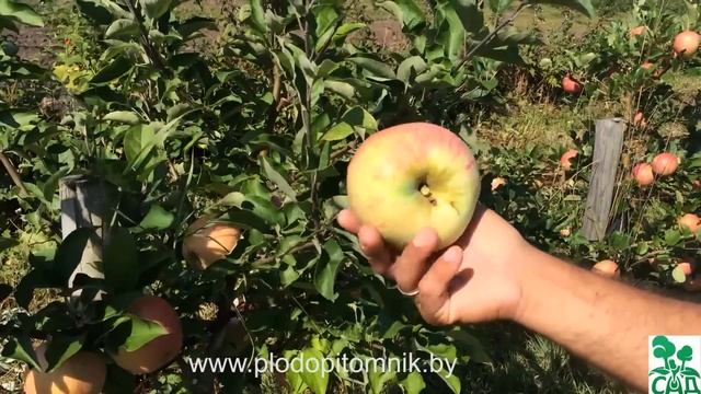 Яблоня сорт Летнее сладкое смотреть онлайн