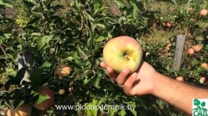 Яблоня сорт Летнее сладкое