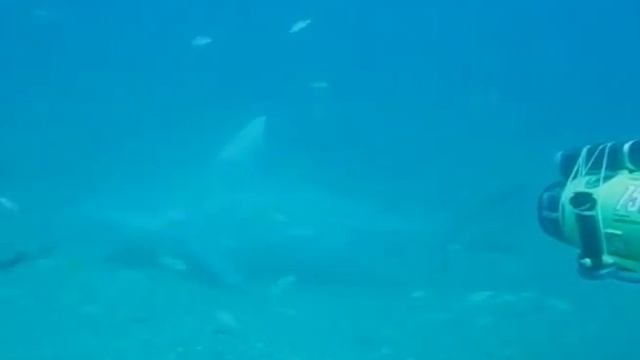 Shark Dive Cuba 2009 смотреть онлайн