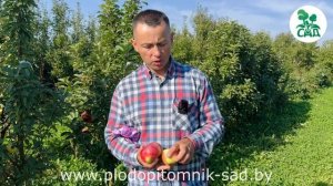 Яблоня колоновидная ЭЛИТА. Зимостойкий, урожайный сорт с очень вкусными плодами.