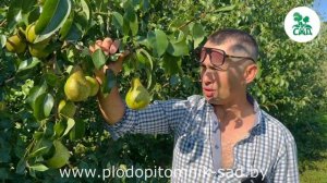 Груша КОНФЕРЕНЦИЯ. Плодоношение в нашем питомнике на шестой год после посадки.