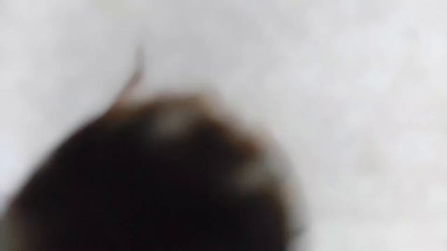 Oppo Find X3 pro Microscope Camera Test смотреть онлайн