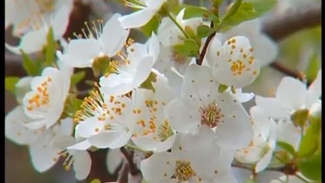 Elvida KARAOKE AZERBAYCAN AZERBAIJAN