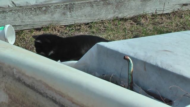 Дневник кошечки Пуси. В гостях на даче