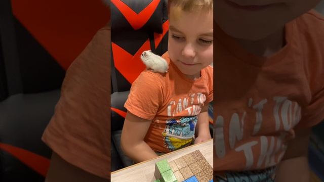 ХОМЯК В МАЙНКРАФТЕ КАТАЕТСЯ НА СКЕЙТЕ И ПРОХОДИТ ИСПЫТАНИЯ смотреть онлайн