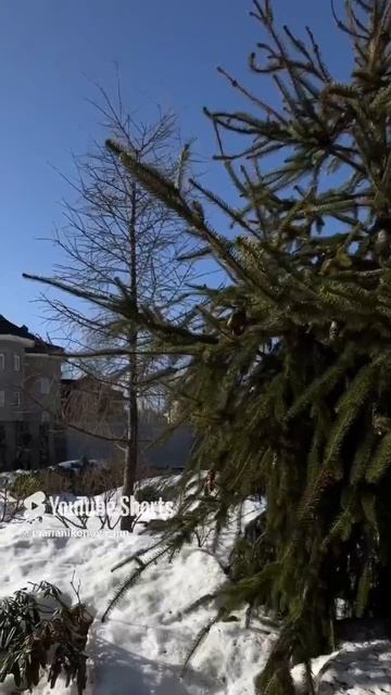 Весенняя перекличка в саду. смотреть онлайн