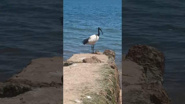 marabou stork egret Black headed ibis birds sounds forage fly in natures lakeshore wildlife#viral смотреть онлайн