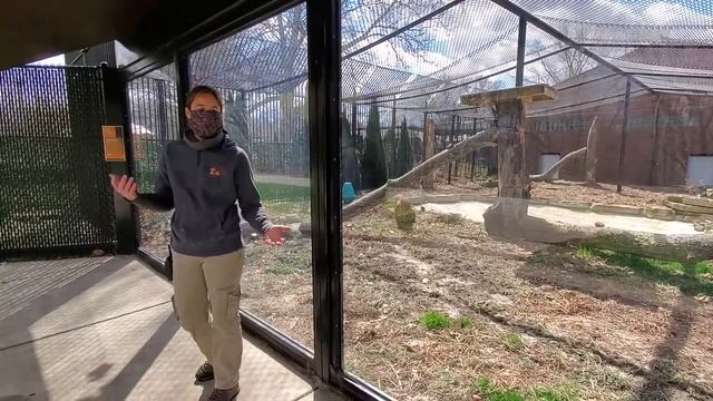 Niabi Zoo: Zookeeper Chat With Amur Leopard And Zookeeper Jess LP