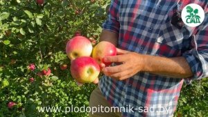 Яблоня сорт КУЛИКОВСКОЕ. Скороплодный, высокоурожайный сорт с плодами длительного хранения.