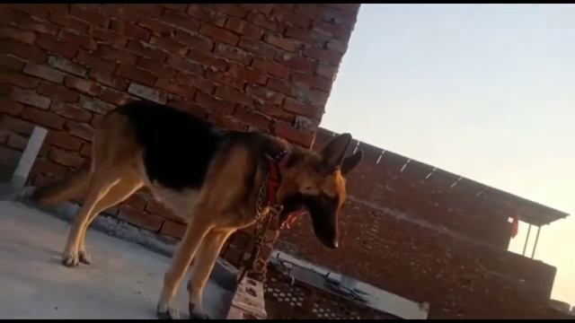 German Shepherd Near heat Female sale and Exchange by pets zoo смотреть онлайн