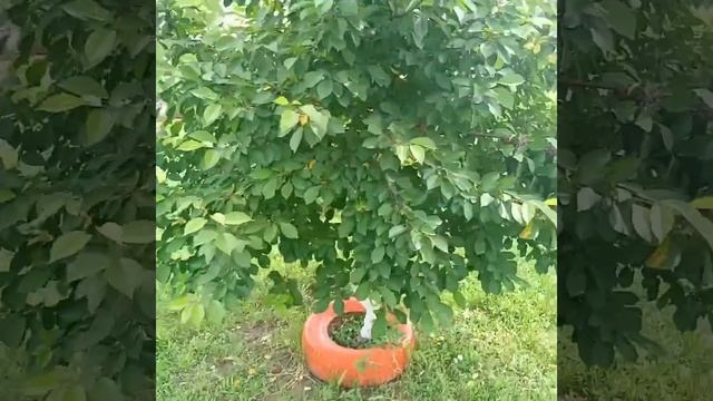 В САДОК ЗАШЛИ ДВА РОЯ ПЧЁЛ. смотреть онлайн