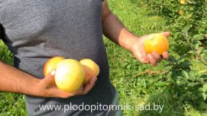 Яблоня сорт АНАНАС. Если в саду не растут ананасы, посади сорт яблони Ананас, почти тоже самое.