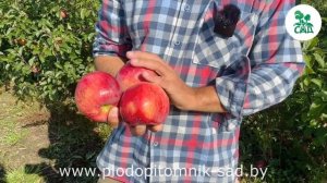 Яблоня ПАМЯТЬ КОВАЛЕНКО. Зимостойкость, регулярный урожай, устойчивость к болезням, отличный вкус.