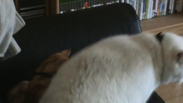fat cat gets a massage смотреть онлайн