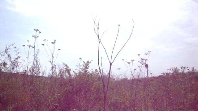2М62-1136 Тульская область Перегон плеханово -некрасово смотреть онлайн