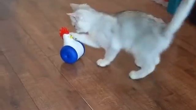 Игрушка для котов.#Shorts. смотреть онлайн