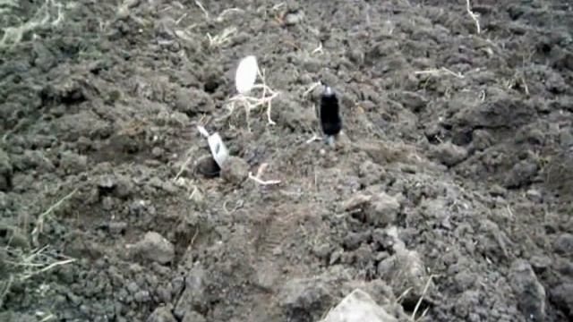 New critter decoy смотреть онлайн