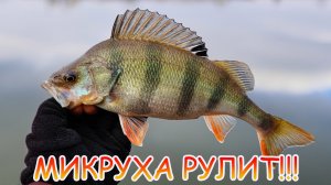 МИКРОДЖИГ рулит даже в ЯНВАРЕ 👍 Отличные ОКУНИ ловились на спиннинг 💪💪💪