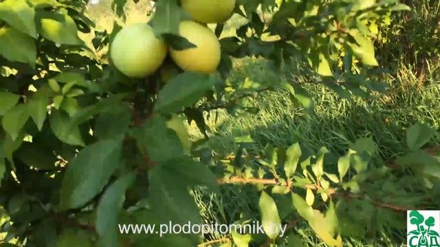 Алыча сорт СОЛНЫШКО смотреть онлайн