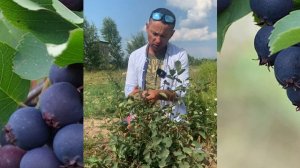 ИРГА СМОУКИ (SMOKEY)  Обзор последнего сорта ирги из нашей коллекции.