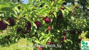 Алыча крупноплодная сорт Витьба, плодоношение в 2015