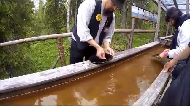 Zelta skalosana Tankavārā, Somijā смотреть онлайн