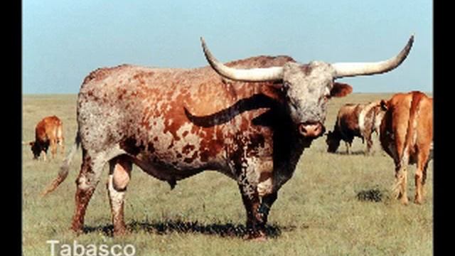 Tabasco - Texas Longhorn Bull смотреть онлайн