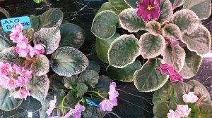 ДЕО Восток ЛЕ Полина Виардо ЕК Оленька