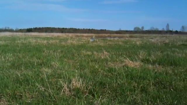 Панорама поля смотреть онлайн
