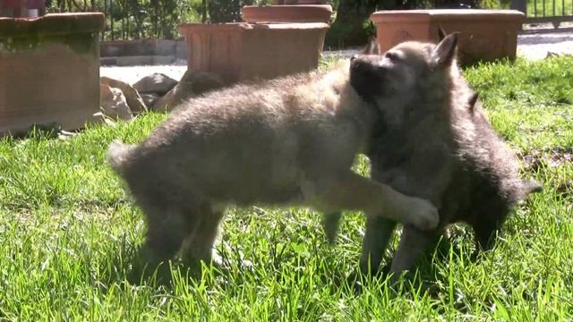Cuccioli lupo cecoslovacco di Amelia a 30gg смотреть онлайн