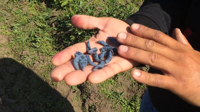 Жимолость съедобная сорт Гордость Бакчара смотреть онлайн