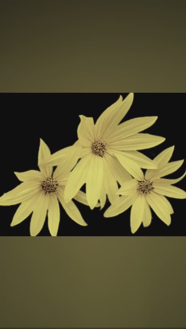 Топинамбур 2023