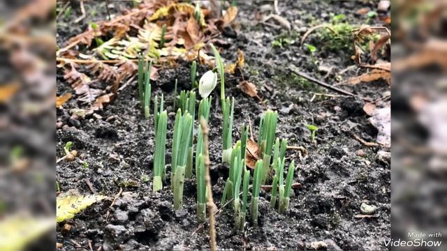 Цветы и тепло января 2025 в Калининграде смотреть онлайн