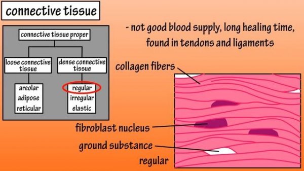 Types Of Connective Tissue - What Is Connective Tissue - Functions Of Connective Tissue