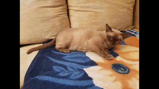 Капучино Кэт. Кошка Верука смотреть онлайн