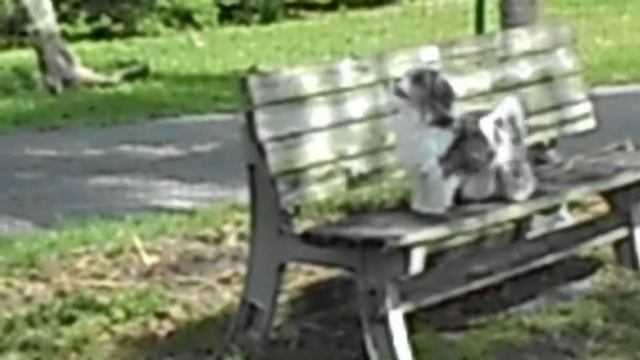 All About Squirrels! Missy Rae and Brenna Jae смотреть онлайн