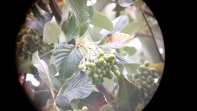 Baader Hyperion 8-24mm Mark IV Zoom Eyepiece/ Unboxing, Review, Use смотреть онлайн