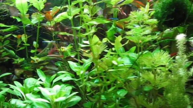 аквариуим 10,12,15 смотреть онлайн