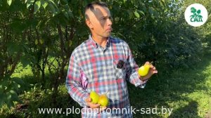 Груша ЕЛЕНА. Сорт с крепким иммунитетом.  Лежкость, транспортабельность, приятный вкус плодов.