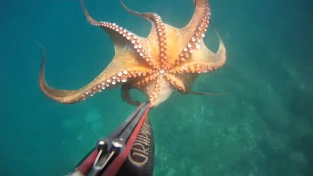 Small octopus, C4 Graphite spearfishing смотреть онлайн
