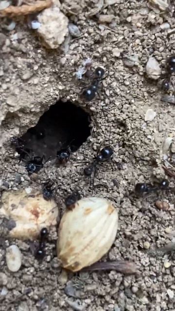 Муравьи Мессор структор 🐜🖤( подпишись )#shorts #shorts #shorts #shorts #shorts #shorts #shorts смотреть онлайн