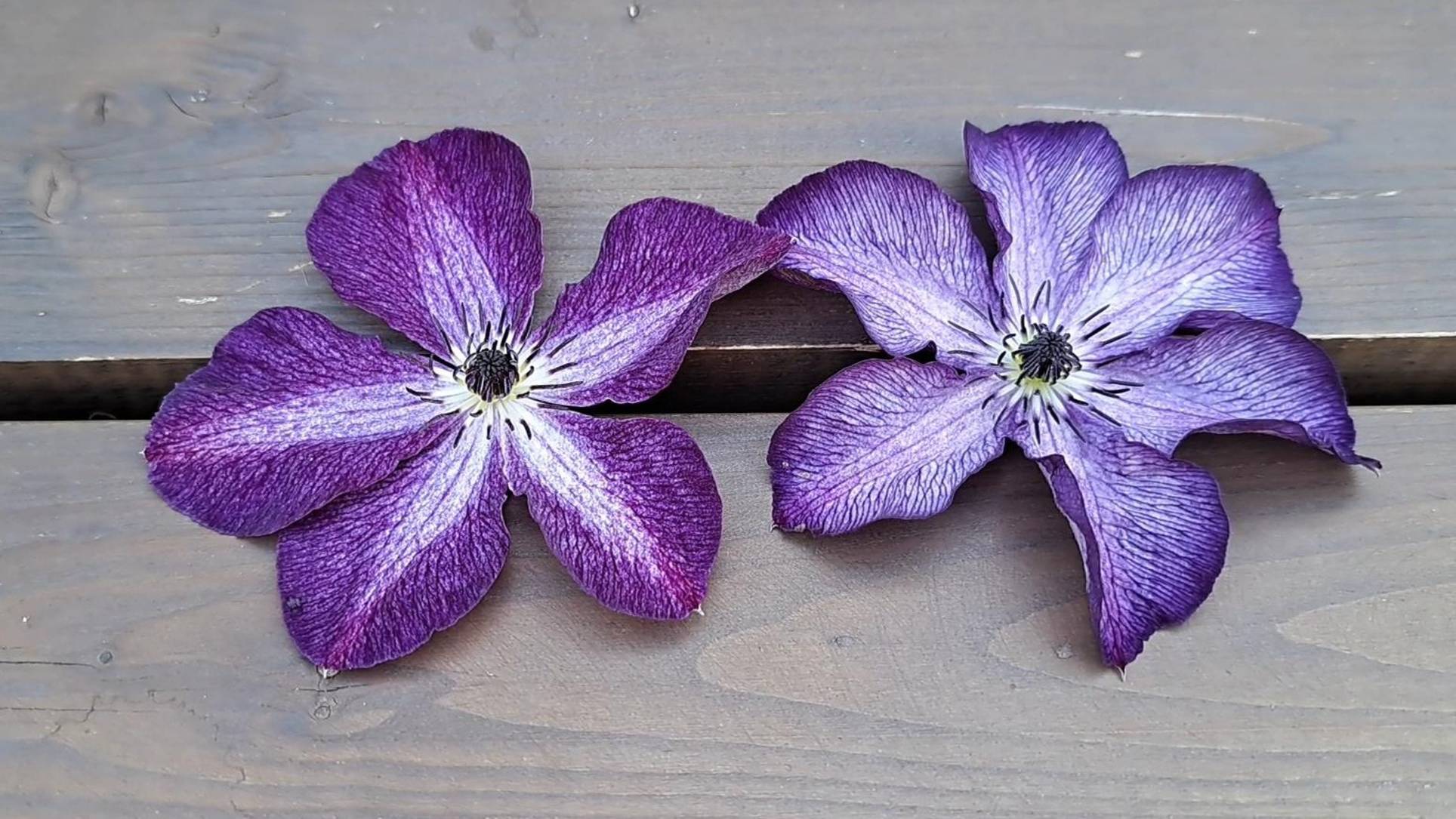 Веноза Виолацея и Супер Нова. Сравнение цветка у похожих клематисов.