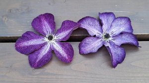 Веноза Виолацея и Супер Нова. Сравнение цветка у похожих клематисов.