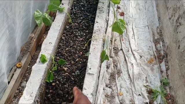 Mini cucumber experiment| Diva vs Manar смотреть онлайн